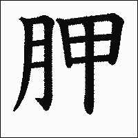 漢字「胛」の教科書体イメージ