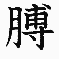 漢字「膊」の教科書体イメージ