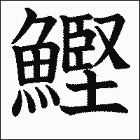 漢字「鰹」の教科書体イメージ