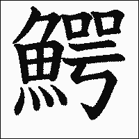 漢字「鰐」の教科書体イメージ