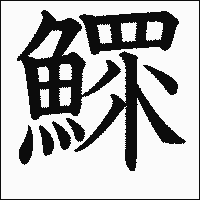 漢字「鰥」の教科書体イメージ