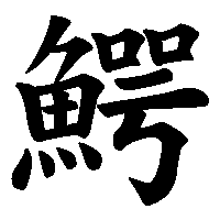 漢字「鰐」の筆順(書き順)解説アニメーション